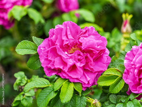 Blooming rosehip flower, beautiful pink flower on a bush branch. Beautiful natural background of blooming greenery.