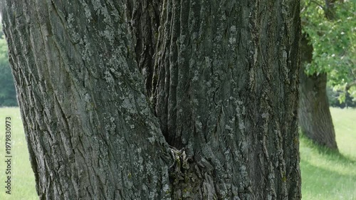 Southern Urals in summer: a large poplar tree on the banks of the Yuryuzan mountain river.