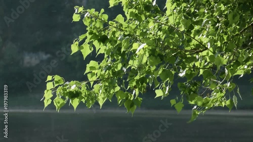 Southern Urals in summer: a large poplar tree on the banks of the Yuryuzan mountain river.
