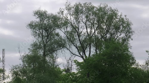 Southern Urals in summer: a large poplar tree on the banks of the Yuryuzan mountain river.