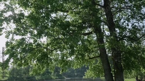 Southern Urals in summer: a large poplar tree on the banks of the Yuryuzan mountain river.