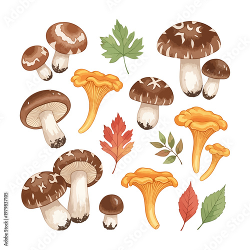 hand drawn watercolor illustration of assorted wild mushrooms and autumn leaves on white background