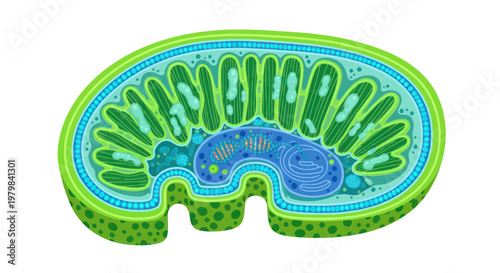 Detailed illustration of a mitochondrion cross-section, showing inner structures and organelles