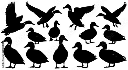 Duck Silhouettes Collection: Flying, Standing, and Walking Poses