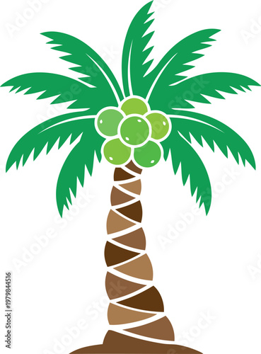 Green coconut palm tree with cluster of coconuts on white background