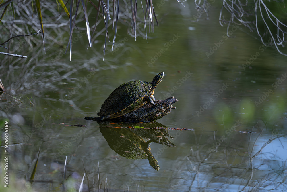 Fototapeta premium Turtle on Log