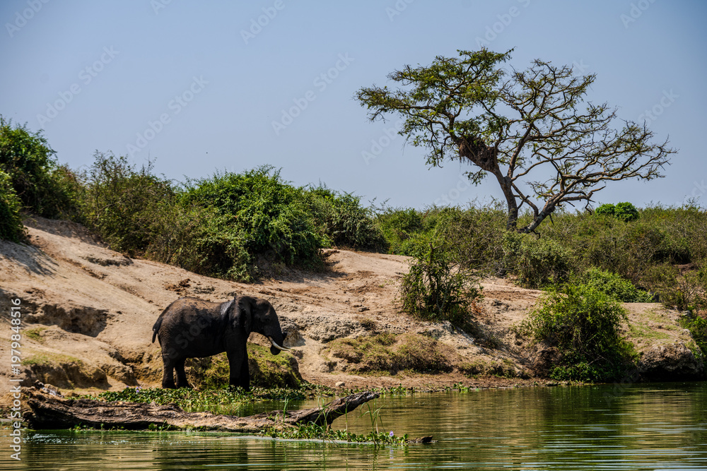 Fototapeta premium African elephant standing at a riverbank in Queen Elizabeth National Park