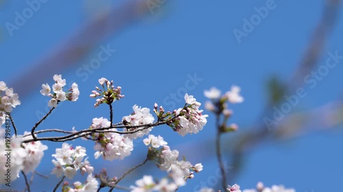 Cherry Blossom Branch Against Blue Sky