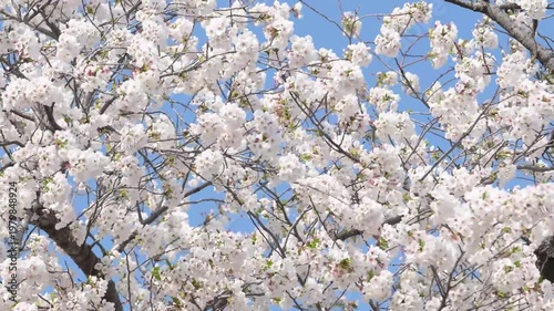 Cherry Blossom Canopy Against Blue Sky
