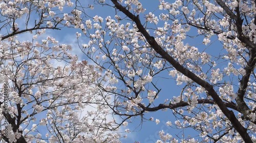 Cherry Blossom Branches Reaching Skyward