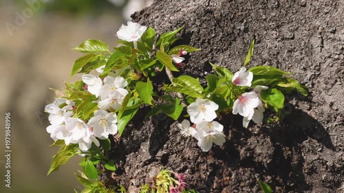Cherry Blossoms Growing From Tree Trunk