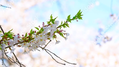 Cherry Blossom Branch Against Soft Sky