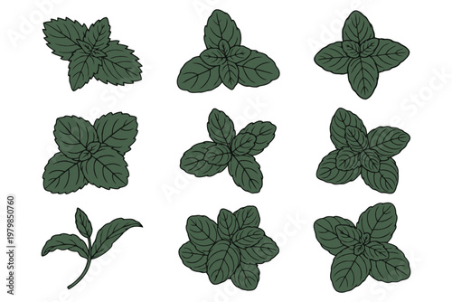 Collection of green mint leaves and sprigs illustrated in various groupings