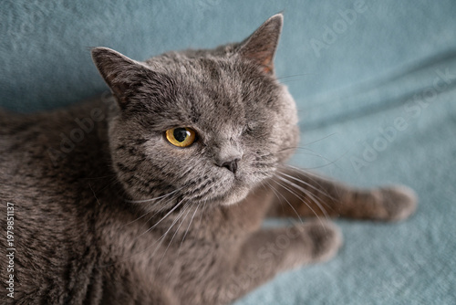One eyed gray British cat sitting on sofa looking at camera pet care adoption concept