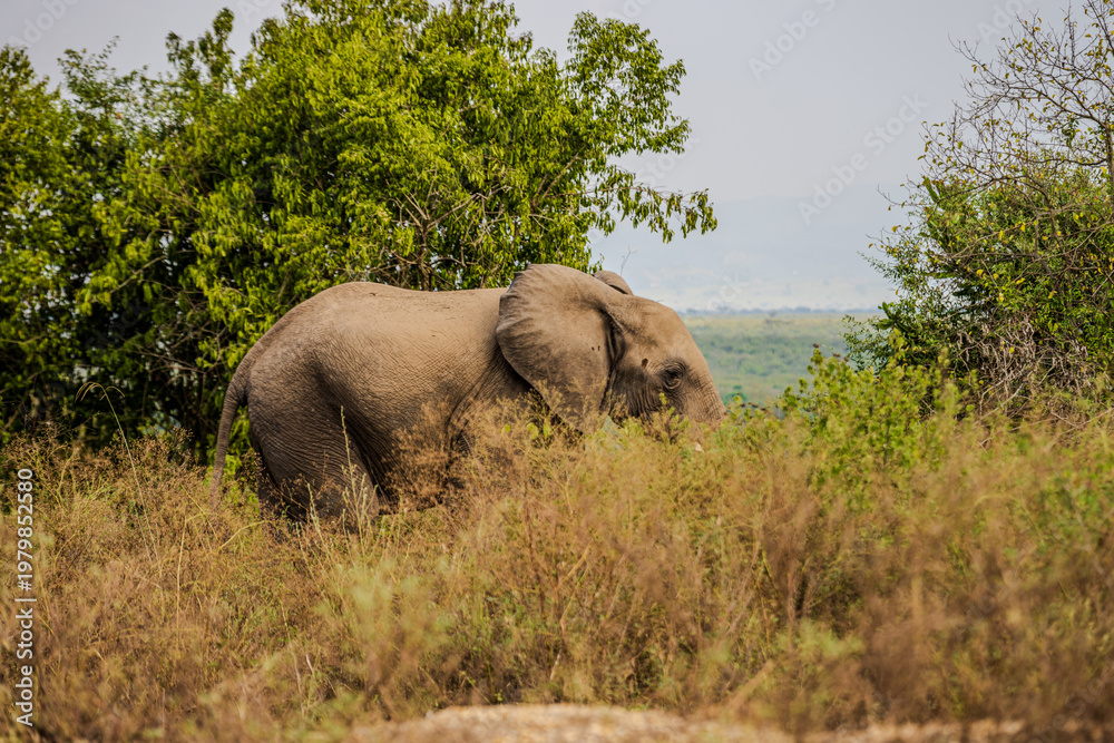 Obraz premium African elephant walking through tall grass near Queen Elizabeth National Park