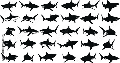 Extensive vector silhouette collection of thirty different sharks, including great white and hammerhead species, in various swimming poses, 