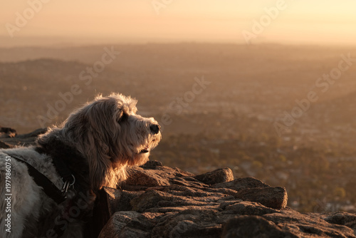 Quadro su tela Scruffy Dog Gazing at Distant Valley from Rocky Summit at Golden Hour