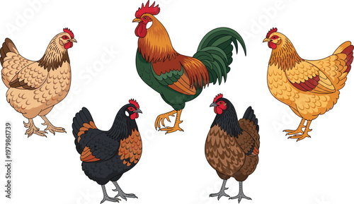 Chicken breeds illustration set. Rooster and hens in different colors and styles. Farm poultry animals vector isolated collection.