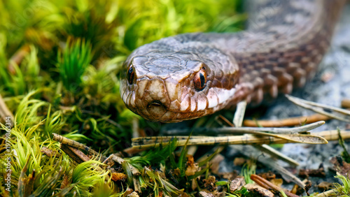 Common European Adder close up, venomous Vipera berus snake in green moss, wild viper head with textured scales and orange eyes in nature
