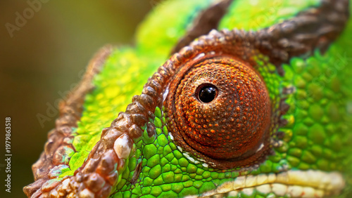 Macro chameleon eye detail with vibrant green scales, exotic reptile skin texture, extreme close-up of colorful lizard head and turret eye