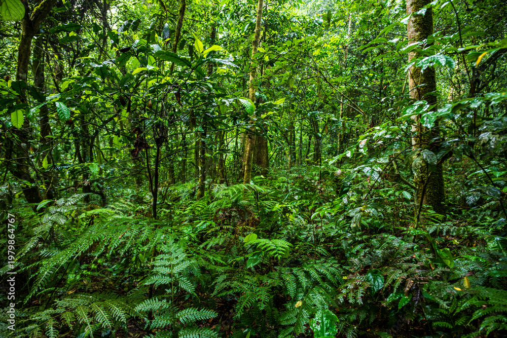 Obraz premium Dense tropical rainforest vegetation near Kibale Forest in western Uganda