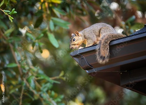 Squirrel peeking out from the roof edge. A tree in the background. 