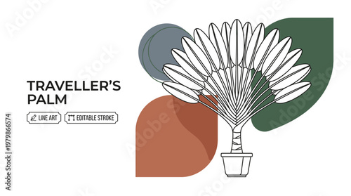 Minimalist Traveller’s Palm Vector Illustration with Abstract Organic Shapes and Ravenala Madagascariensis Line Art