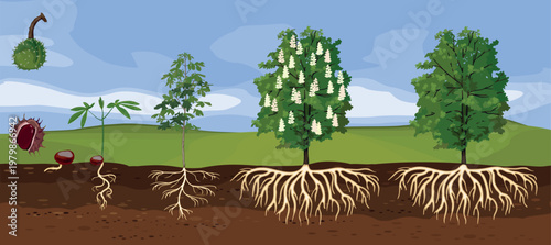 Life cycle of a chestnut tree from seed to mature plant, growth stages vector infographic