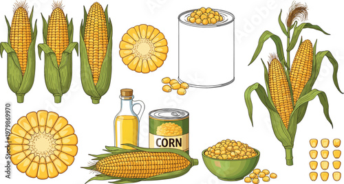 Sweet Corn Collection with Corn Cobs Kernels Oil and Canned Maize Set for Agriculture Organic Food Vector Illustration