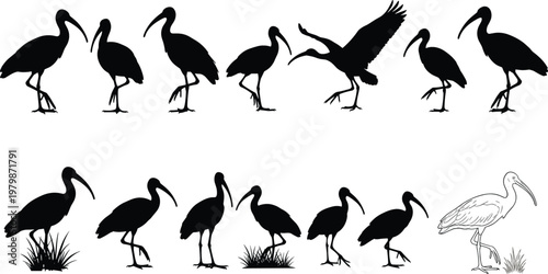 Ibis Bird Silhouette Collection with Wading Birds in Various Poses Set for Wildlife Nature Design Black Vector Illustration