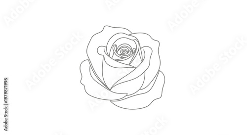 Detailed Drawing of a Single Rose.