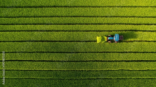 Aerial View of Tractor Harvesting Green Rice Field in Summer
