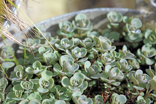 Photos Macro image of Stonecrop foliage with waterdrops, Derbyshire England