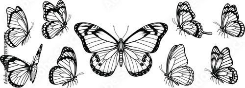 A group of butterflies fly around a large butterfly in air