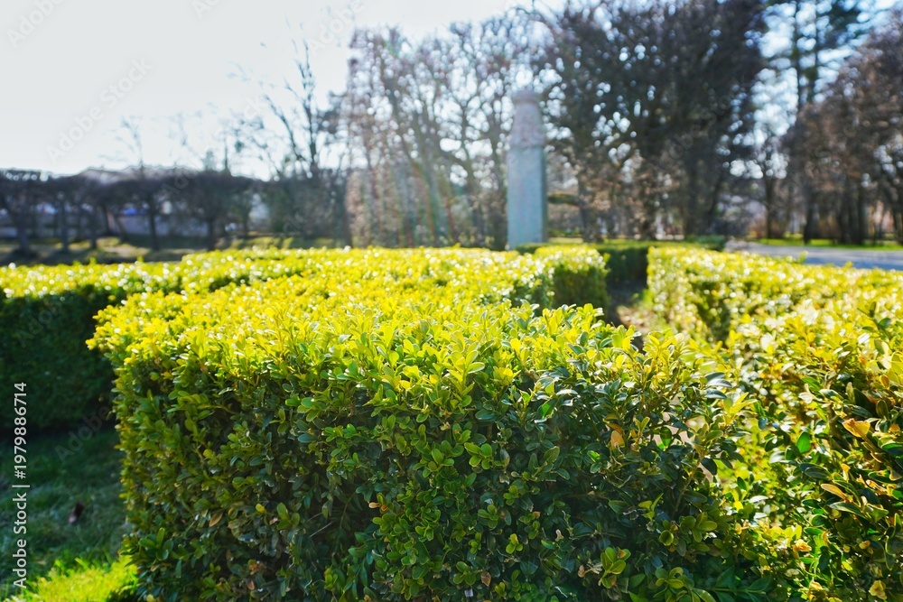 Obraz premium Sunlit Boxwood Hedge in a Formal Garden with Blurred Background