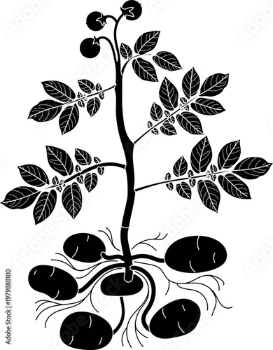Potato plant silhouette with tubers and berries. Botanical vector illustration of Solanum tuberosum anatomy isolated on white background