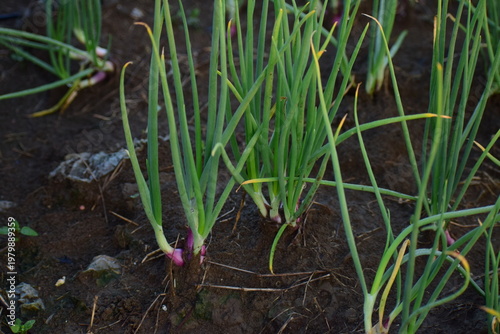 Fresh organic red onion leaves growing in a vibrant green garden