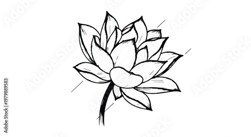 Lotus flower drawing represents purity and spiritual enlightenment in nature.