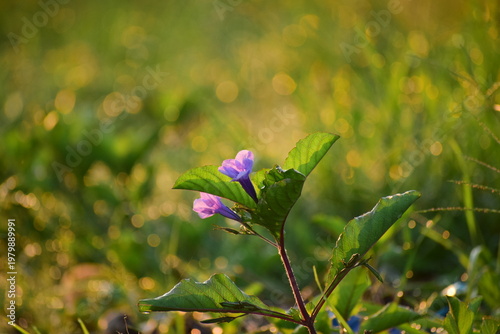 Close-up of Ruellia tuberosa purple flower, tropical Mexican bluebell blossom with natural sunlight and bokeh background.