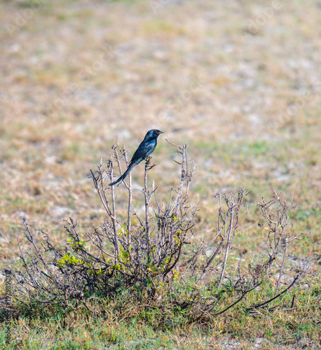 Bild auf Leinwand Black drongo perched on a thorny bush in Mannar, Sri Lanka.
