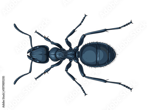 Black ant isolated on white background
