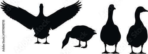 Goose and duck silhouette collection featuring farm birds in various poses, wings spread, standing and feeding isolated on white background