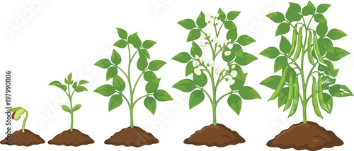 Fotografie Bean plant growth stages with seedling, gardening vector illustration