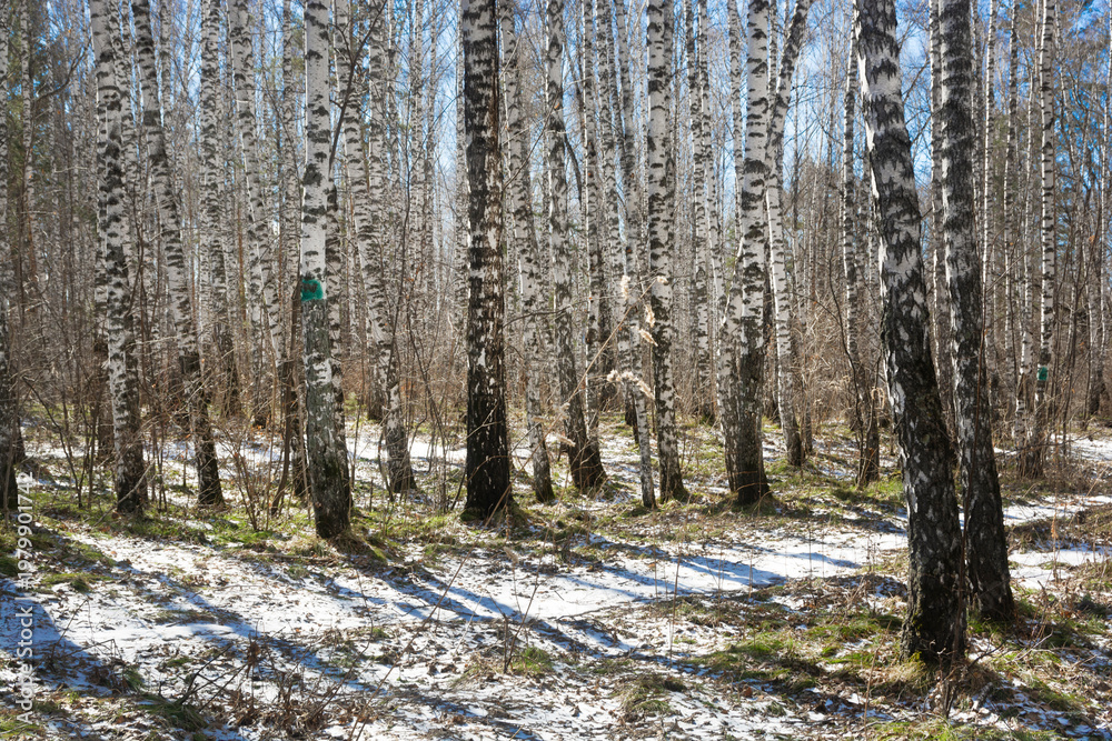 Fototapeta premium Beautiful birch forest landscape in early spring with melting snow