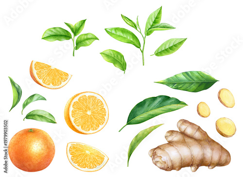 Green tea leaves, ginger root and orange fruits watercolor hand drawn illustration
