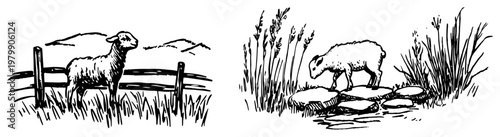 Lamb in rural meadow near wooden fence and pond in vintage sketch style