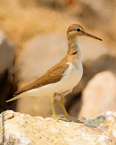  Flussuferläufer  am Meer in Thailand
