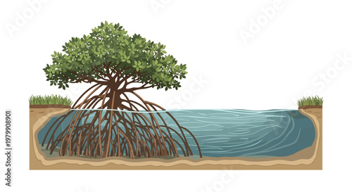 Vector illustration of mangrove tree with roots in water ecosystem