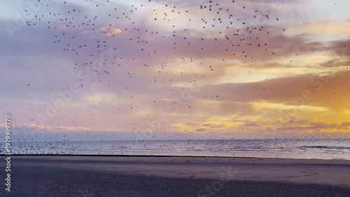  A Swarm of birds at nigt, at the beach of Blackpool, UK.