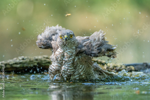 The sparrowhawk is bathing in the birdbath.